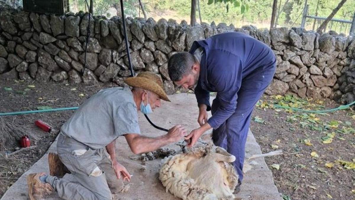 Dos hombres esquilan a una oveja en Mallorca.