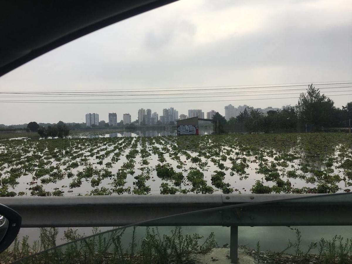 Gota fría en la Vega Baja: Los agricultores cifran en 550 millones las pérdidas en el campo de la provincia de Alicante