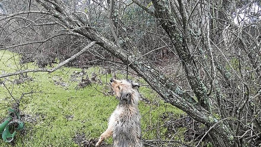 Investigan a una persona por haber ahorcado presuntamente a un perro