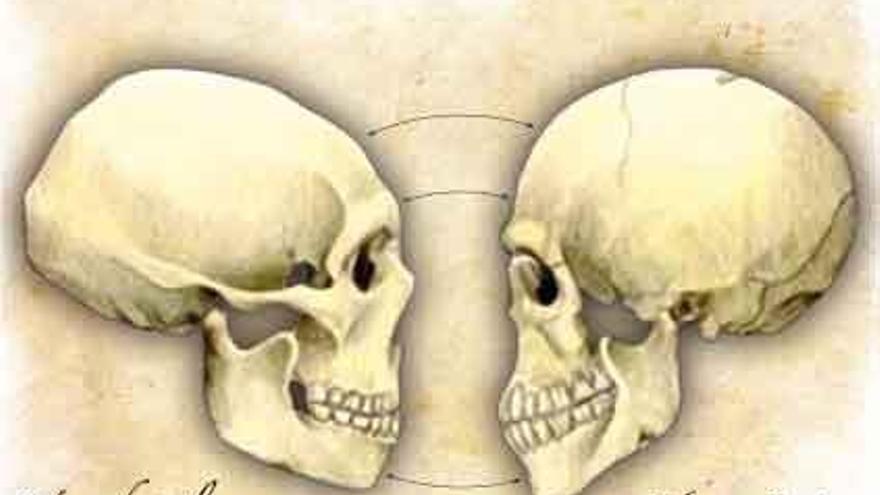 Sidrón: un cerebro sofisticado