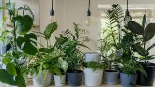 Tres plantas de interior que te ayudan a refrescar tu casa en verano