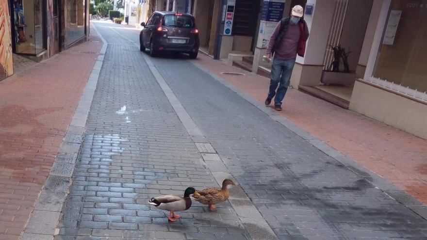 Los patos pasean por las calles desiertas de Moraira