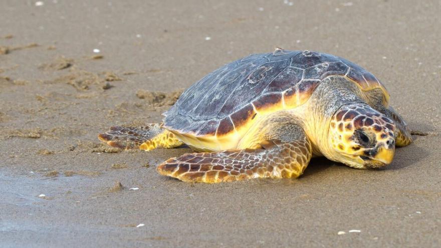 ¿Qué hacer si vemos una tortuga marina en la playa? No molestarla y llamar al 112