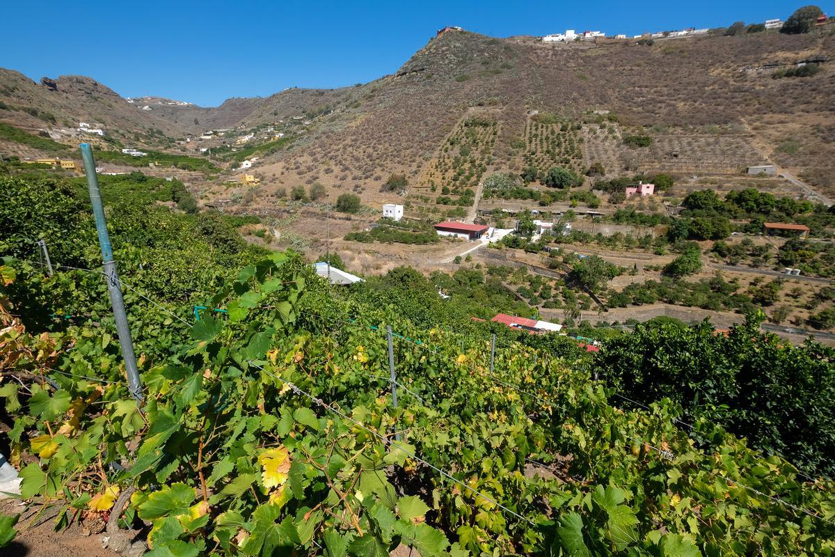 Bodega Señorío de Cabrera