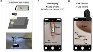 Un dispositivo convierte el móvil en un microscopio científico