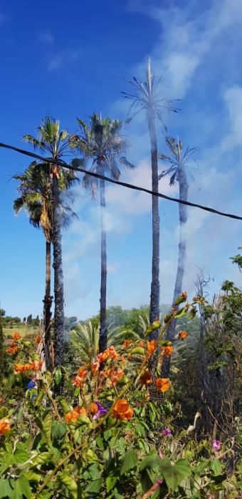 Incendio de cuatro palmeras en Bandama