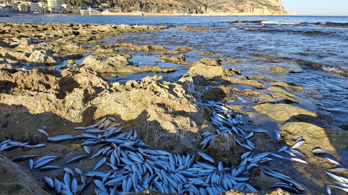 Los peces muertos, en la costa de piedra del Primer Muntanyar