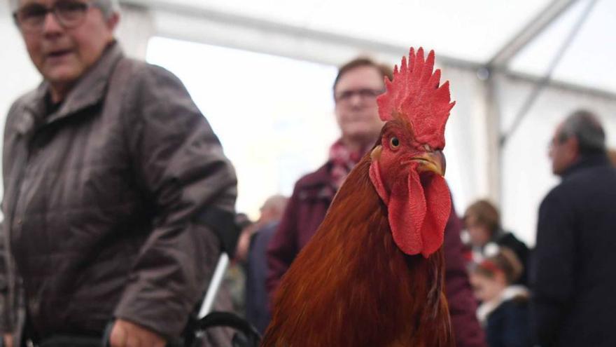 El gallo arteixano vuelve a cantar