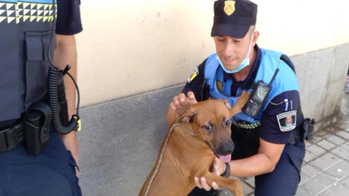 Tiran a un perro a un contenedor de Las Palmas de Gran Canaria