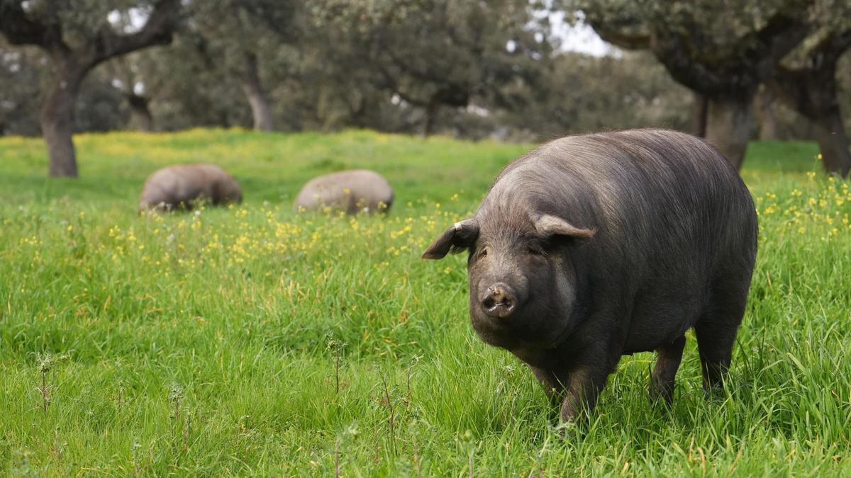 Cerdos ibéricos engordando en la montanera del Valle de los Pedroches.