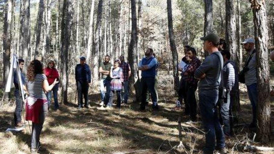 Un projecte preserva al Solsonès els boscos de pinassa en regressió pels grans incendis