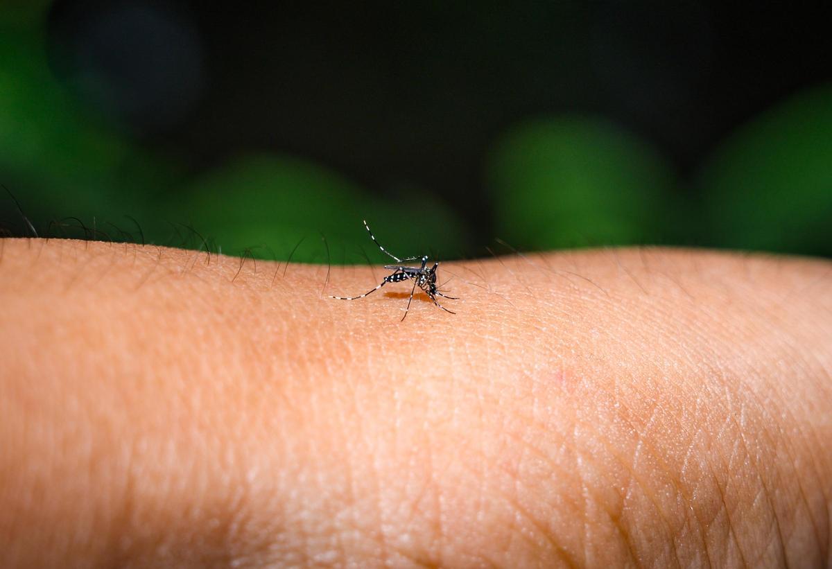 La ciencia dice que no debes rascarte las picaduras de mosquito