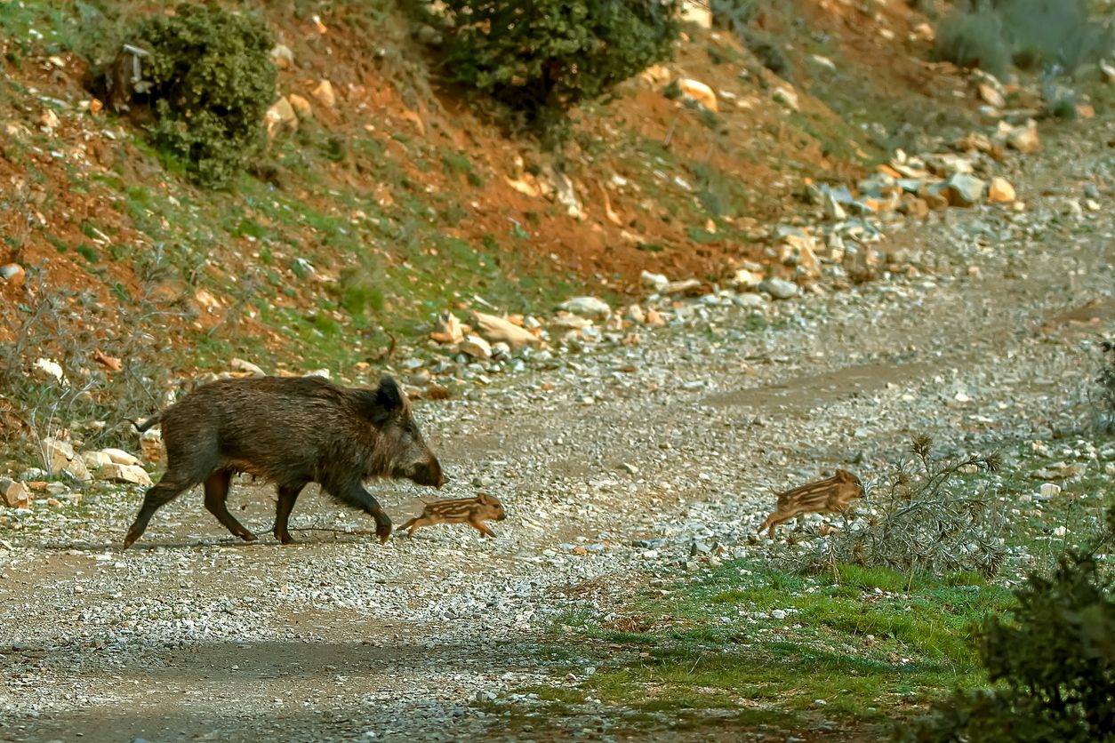 La ruta Félix Rodríguez de la Fuente brinda la oportunidad de ver la fauna salvaje de la zona