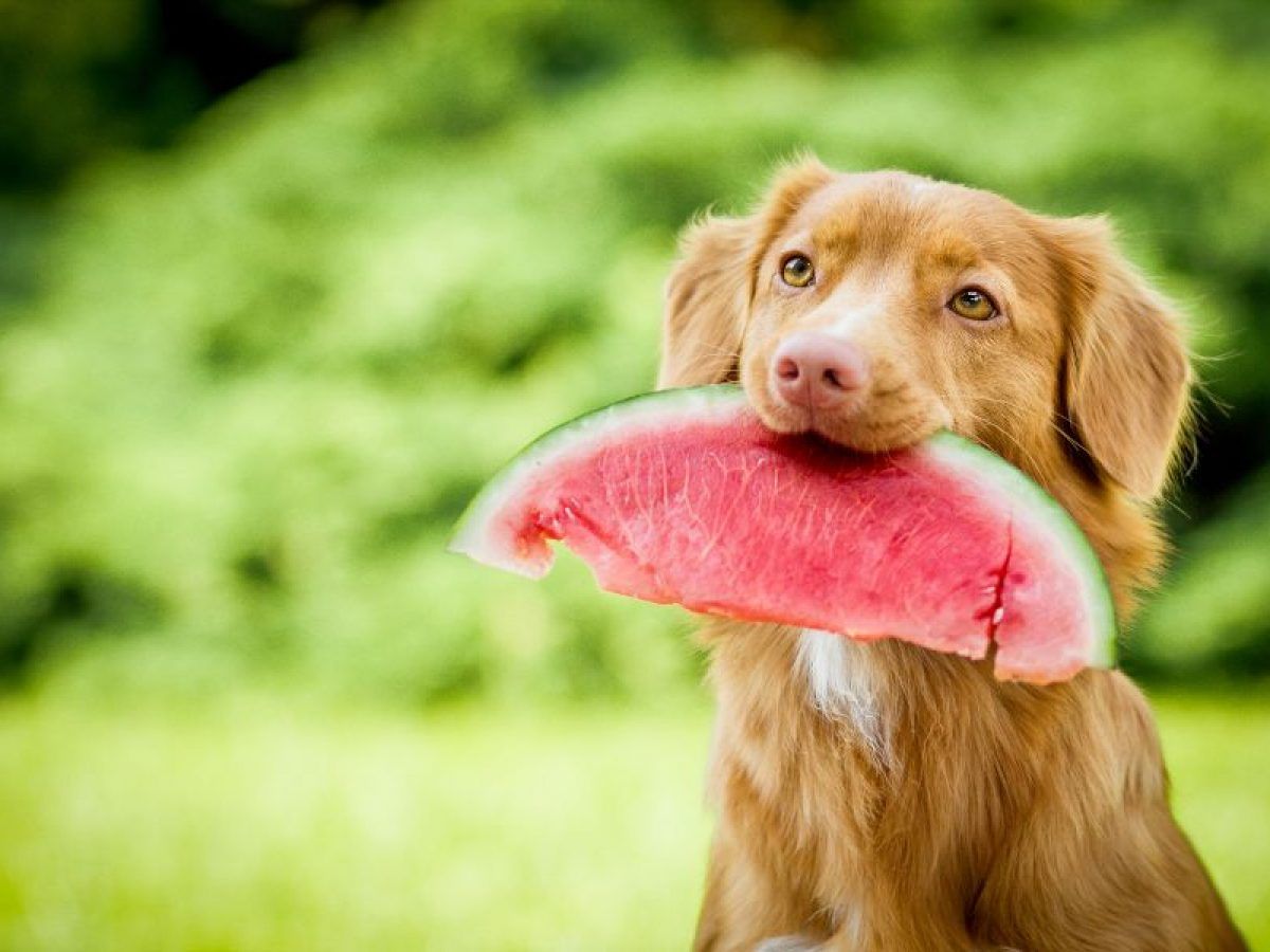 ¿Pueden comer fruta los perros?