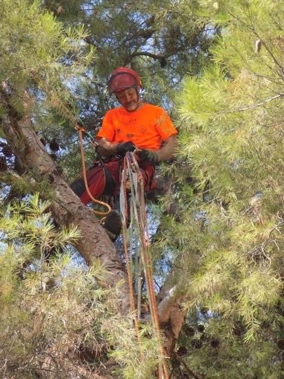 Tala d''arbres a la Renaixença