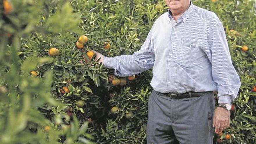 «El precio de la naranja es mejor y falta bastante fruta»