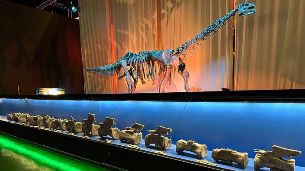 Huesos originales del Diplodocus de El Castellar (parte inferior de la fotografía) expuestos en el Museo Aragonés de Paleontología ubicado en Dinópolis (Teruel, España).