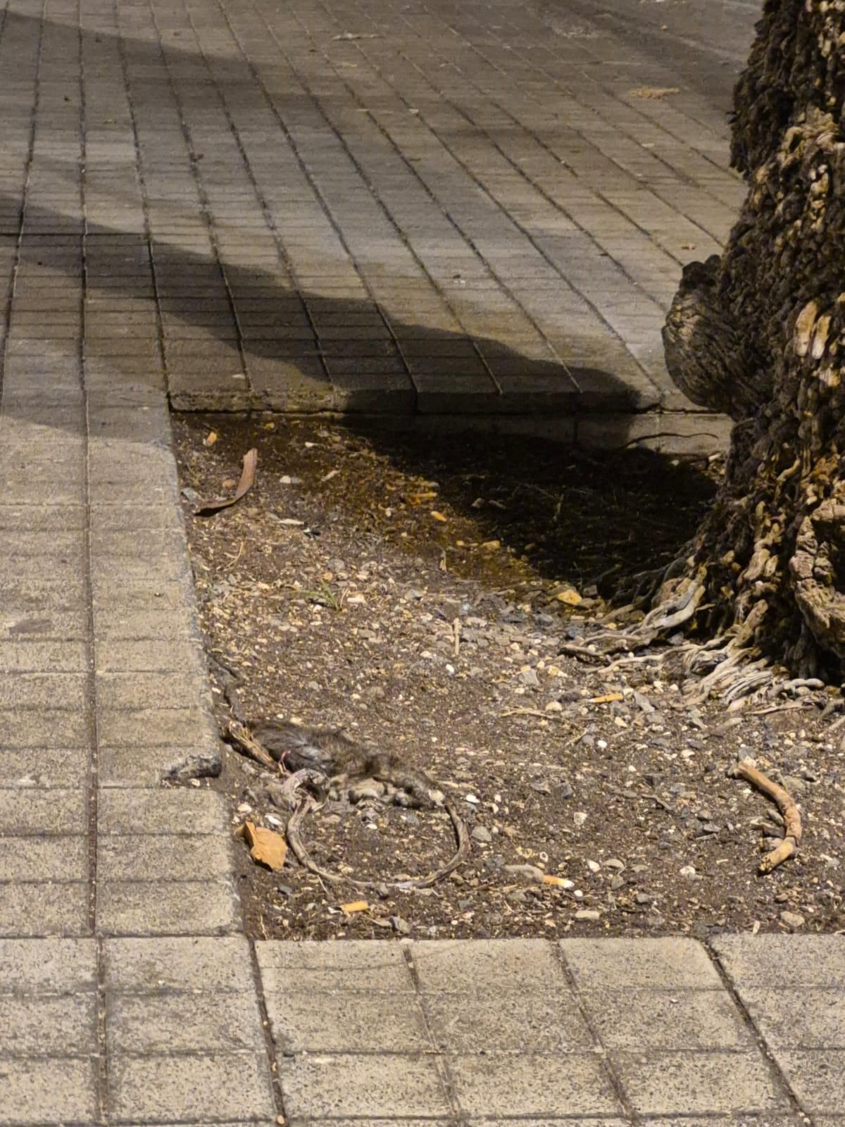 Suciedad en el barrio de Arenales, en Las Palmas de Gran Canaria