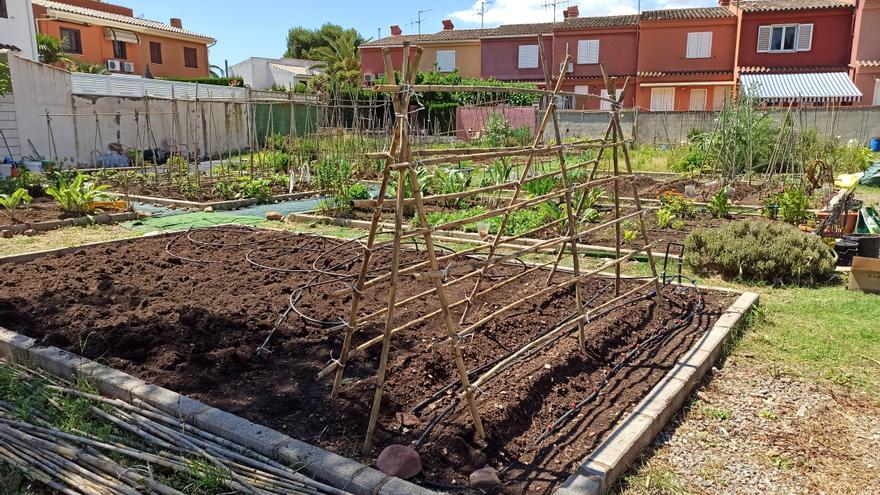 Benicàssim potencia la agricultura ecológica y oferta 20 zonas de cultivo de huertos urbanos