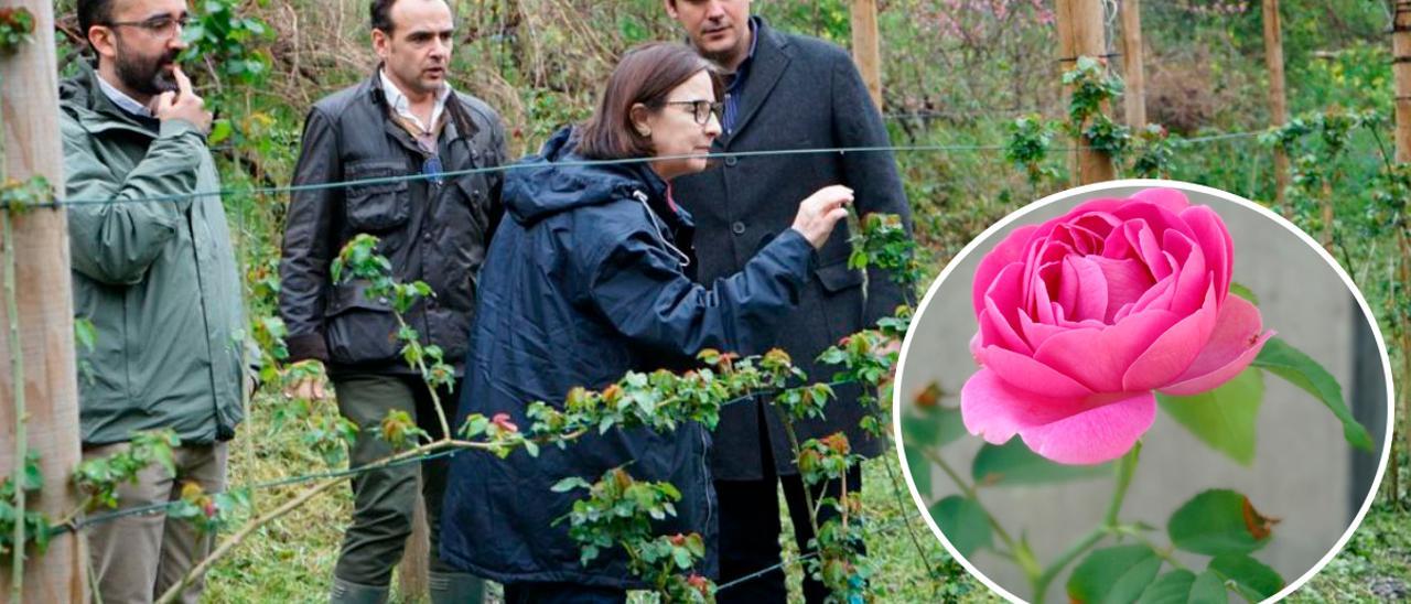 Carmen Martínez, en una de las plantaciones de Rosa Narcea, con el consejero de Ciencia, Borja Sánchez, a su lado.