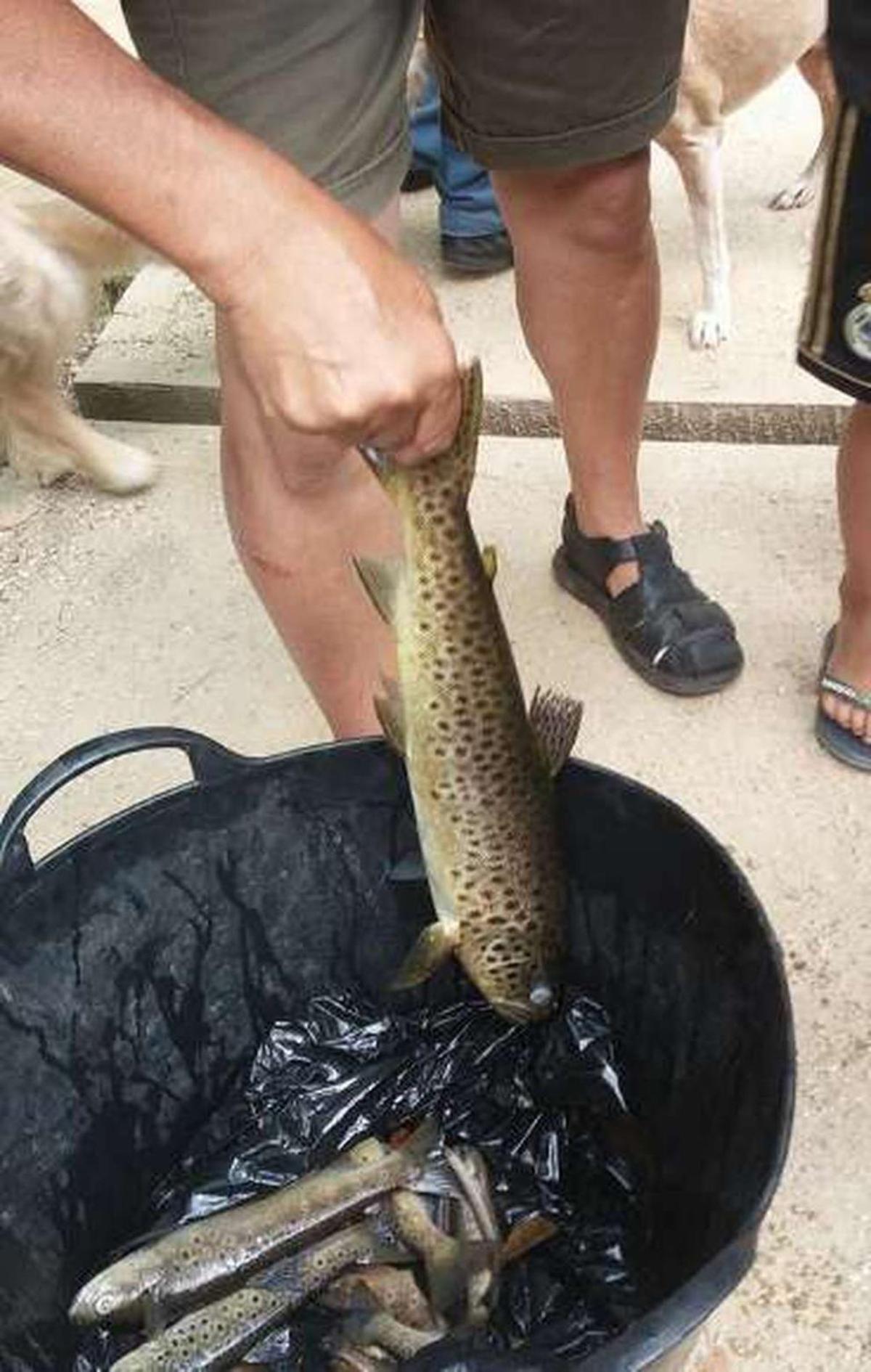 Un vertido de sosa en el Tea envenena miles de peces en un tramo de dos kilómetros