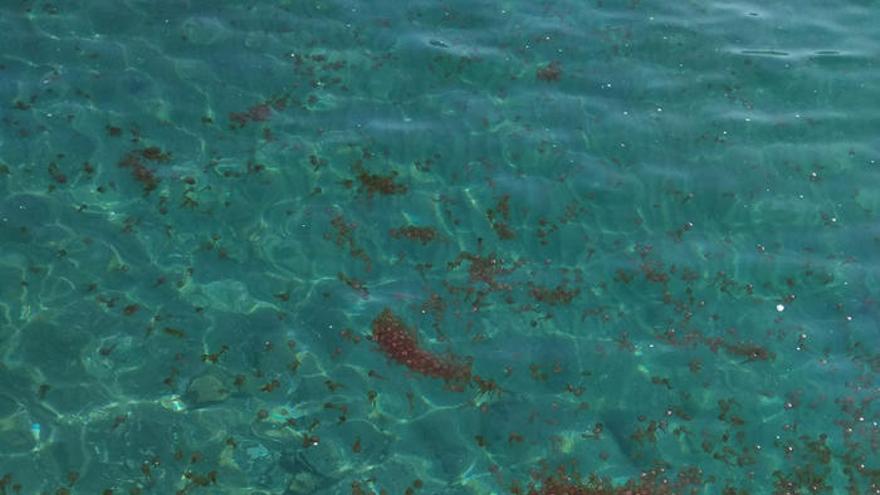 Carabelas portuguesas en una playa de Nerja.