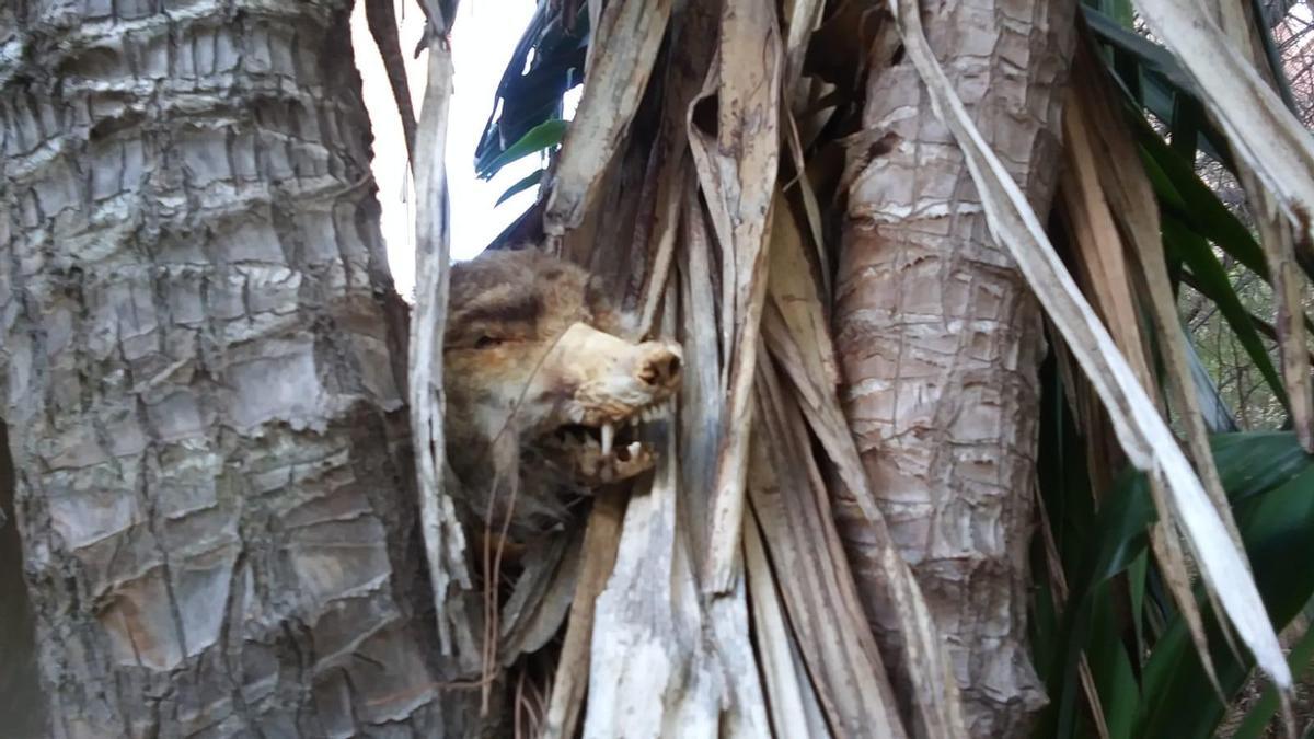 La cabeza del animal que ha aparecido en un árbol en la avenida Godofredo Ortega Muñoz.
