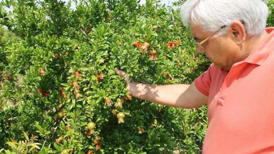 El calor ha incidido favorablemente en la floración de los granados.