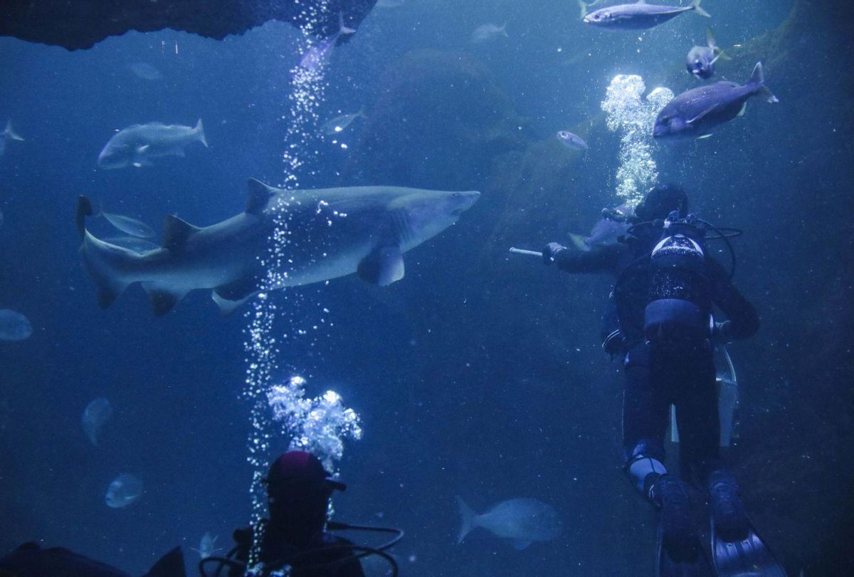 Alimentación en el Gran Oceanario, visto desde arriba. Al lado, Laura Arango, una de las educadoras del Acuario, con dos visitantes.