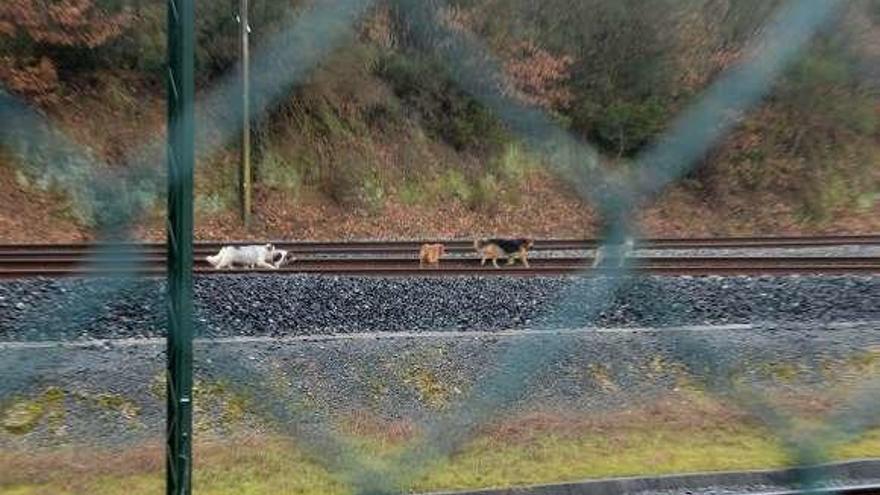 Varios perros, dentro de la zona acotada. // Noé Parga