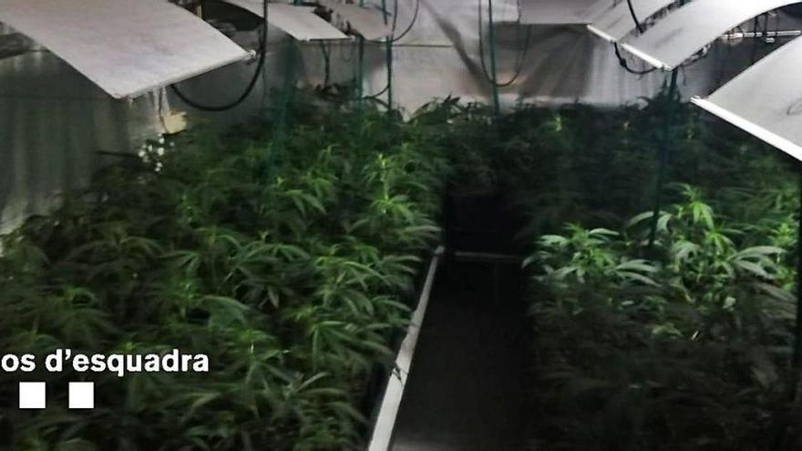 Arrestats pare i fill per cultivar marihuana a casa a la Bisbal