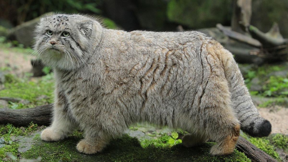 🐱 Gato de Pallas | Así es el felino más esquivo del mundo