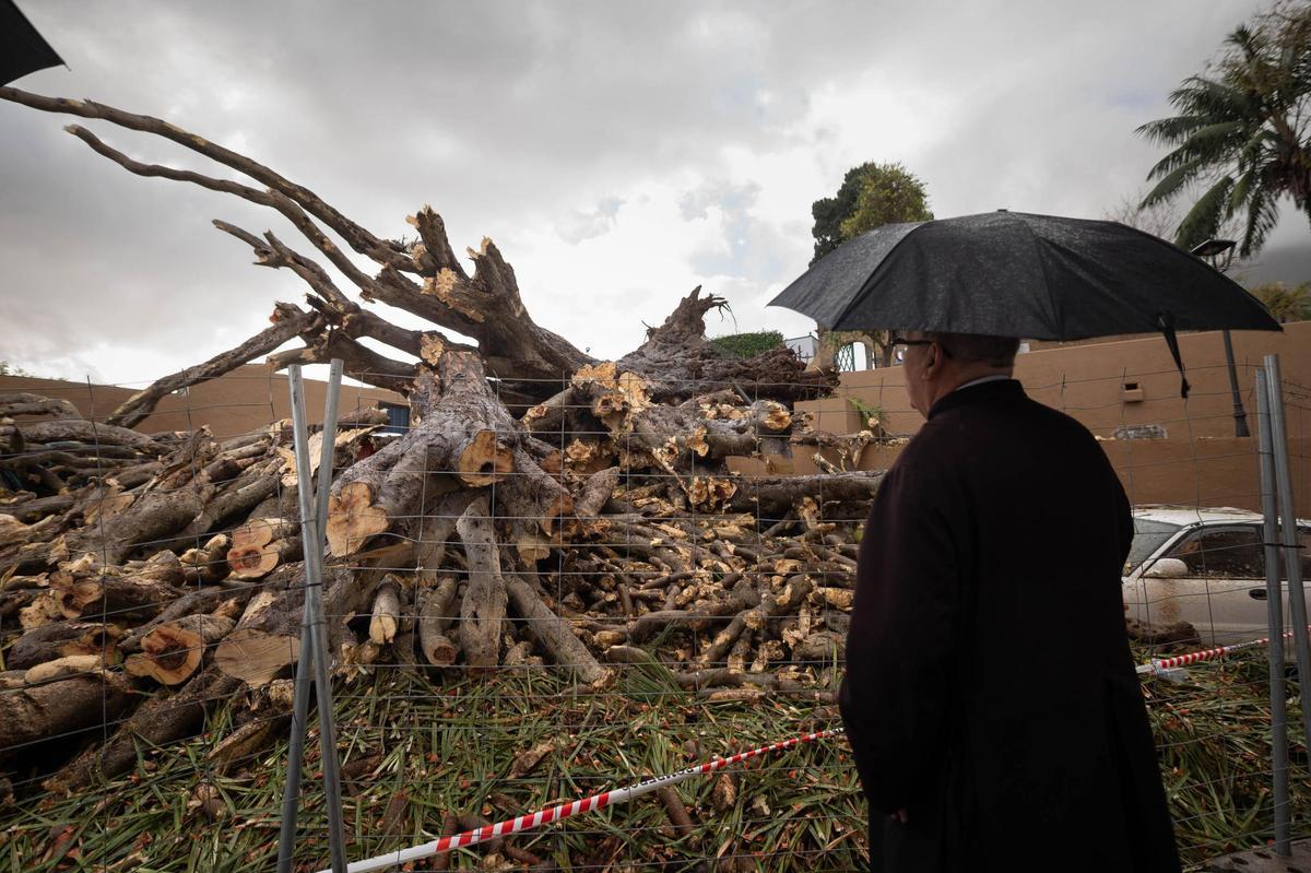 Drago de San Francisco, en Los Realejos, caído por el temporal