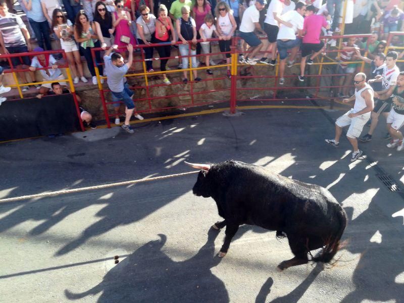 Toro Enmaromado Benavente: "Tapador" se rinde al c