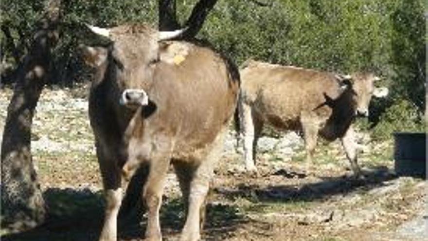 Algunes de les vaques del ramat de Calders, a la Catalunya Central.