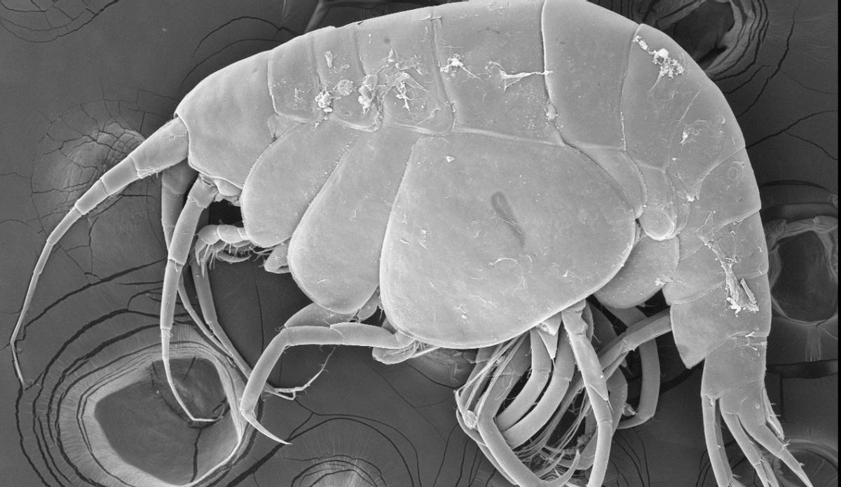 Imagen por microscopia electrónica de la nueva especie de anfípodo.