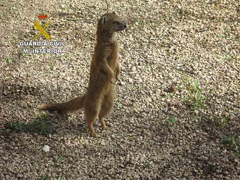 Inspección en un zoológico de s'Aranjassa