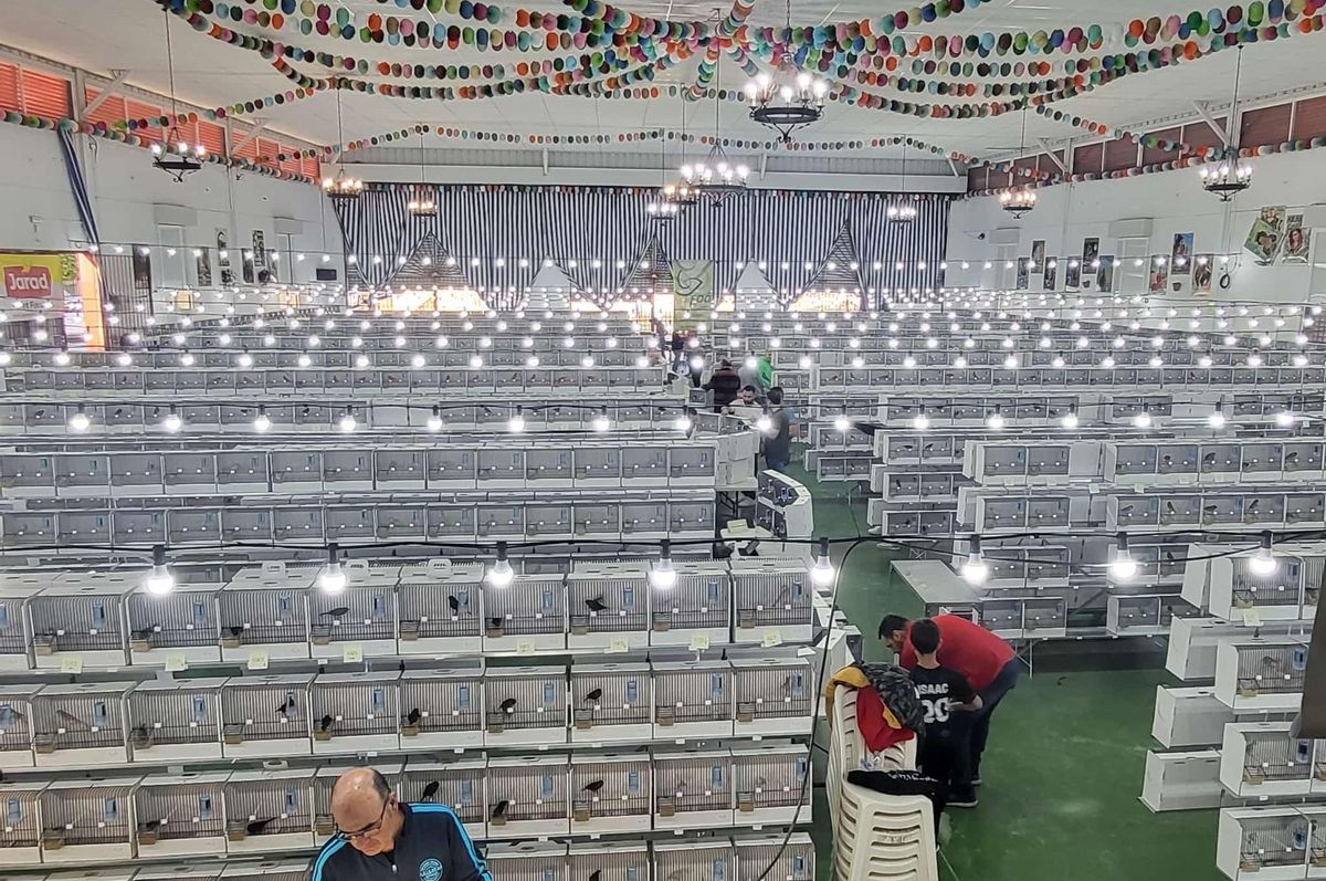Imágen del lugar del concurso con todas las jaulas.
