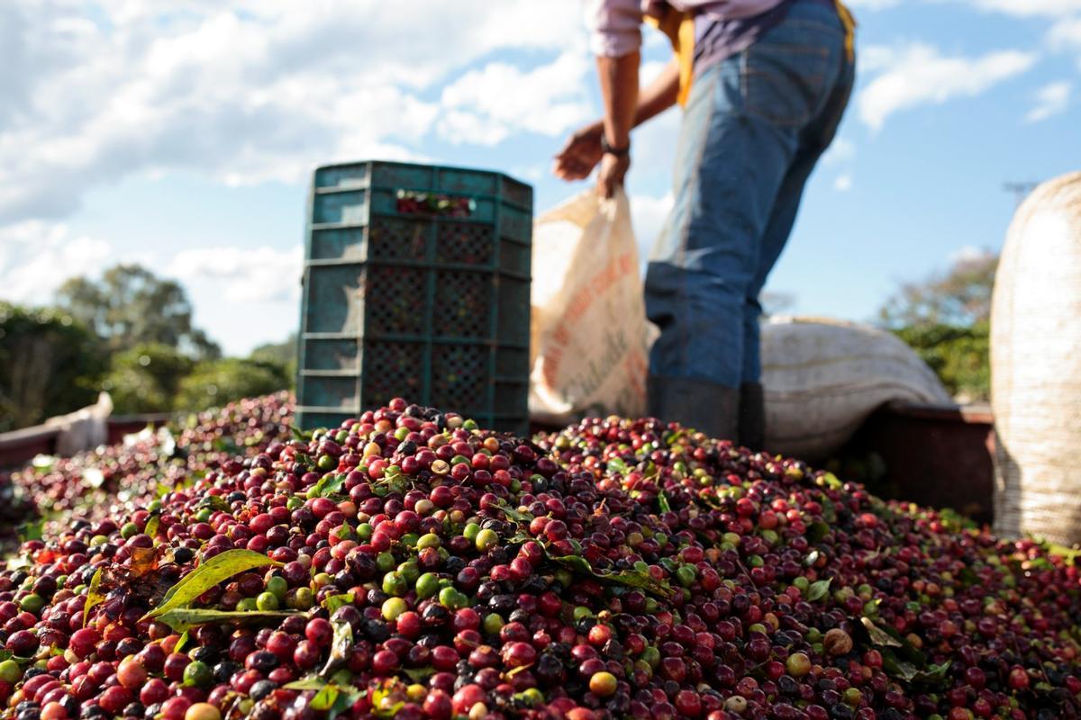 Trabajadores en una plantación de café en el estado brasileño de Minas Gerais, en 2014.