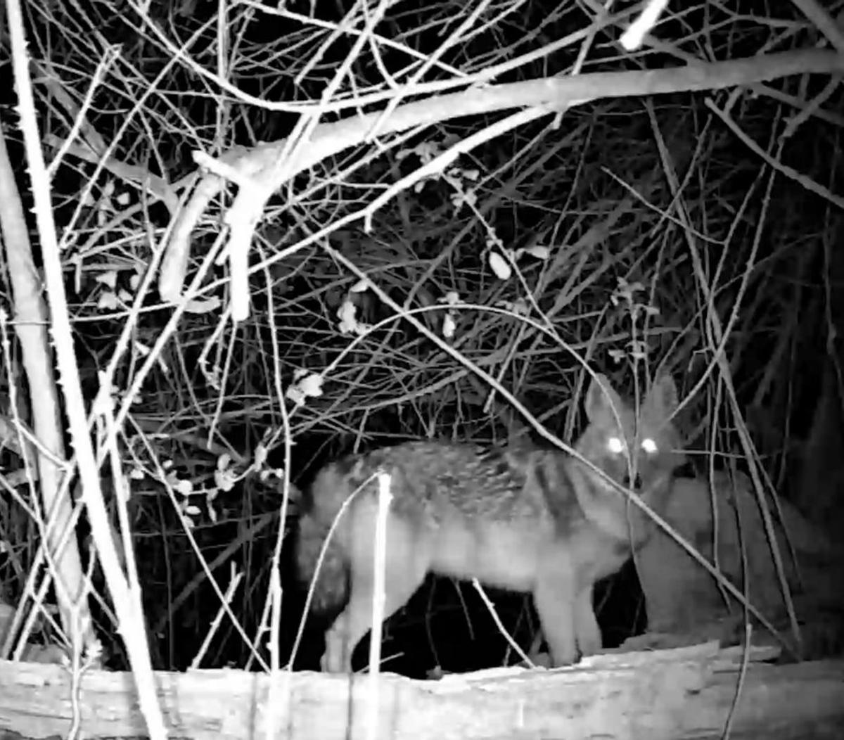 Detectat per primera vegada un xacal daurat viu a Espanya