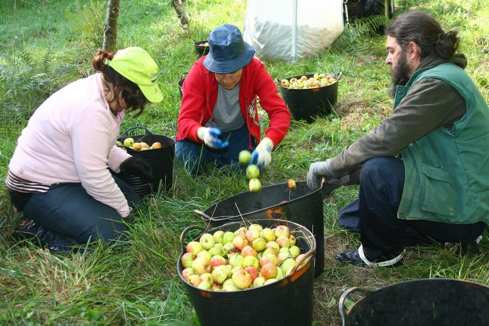 Las manzanas vuelan al cesto en A Estrada