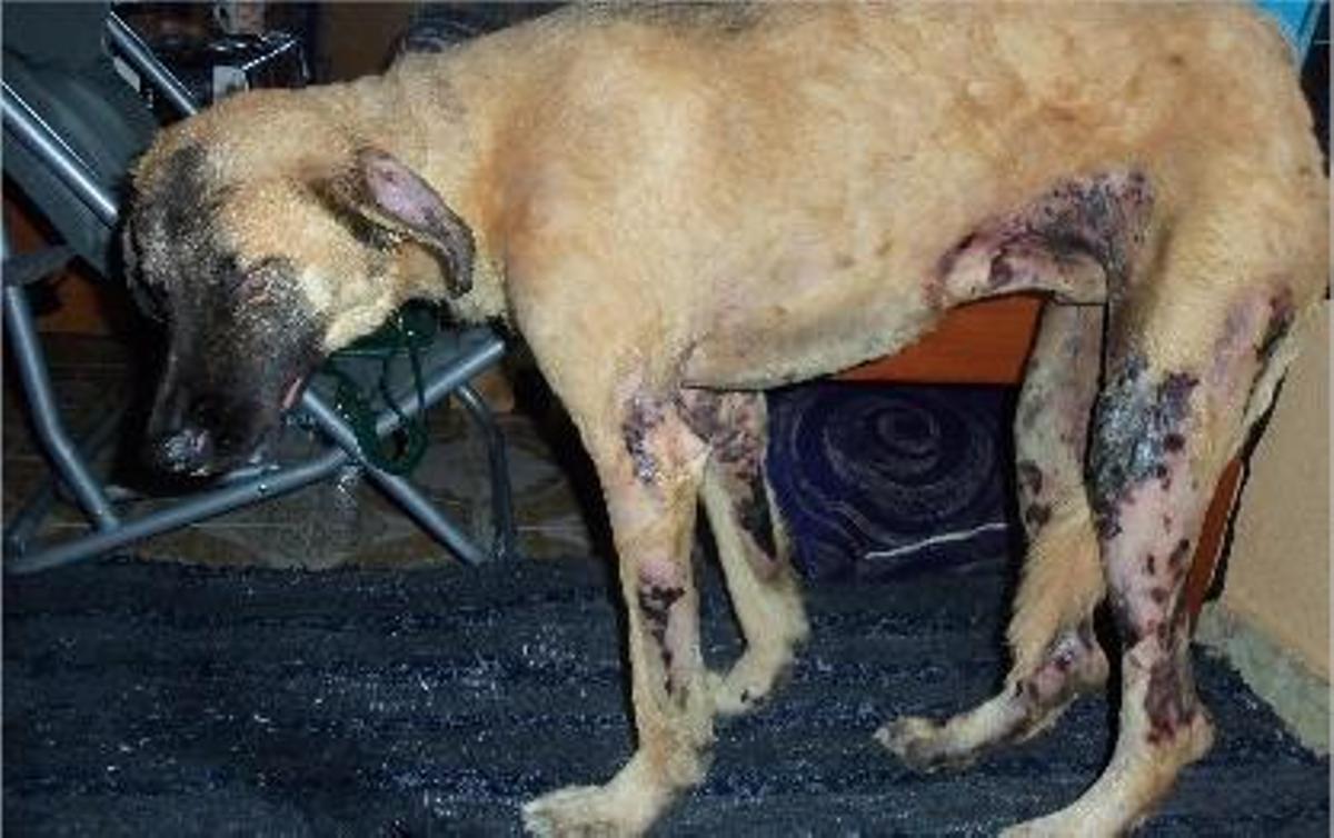 Tidus, un pastor belga de poco más de un año, sufre quemaduras en el 70 % de su cuerpo.