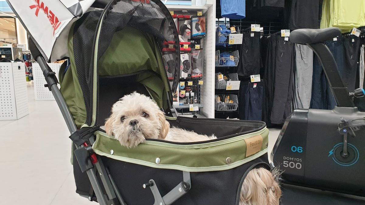 Perro en un centro comercial.