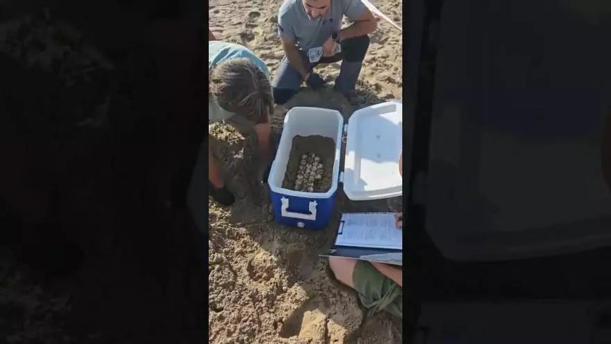 Localizado un nido con 60 tortugas bobas en El Campello