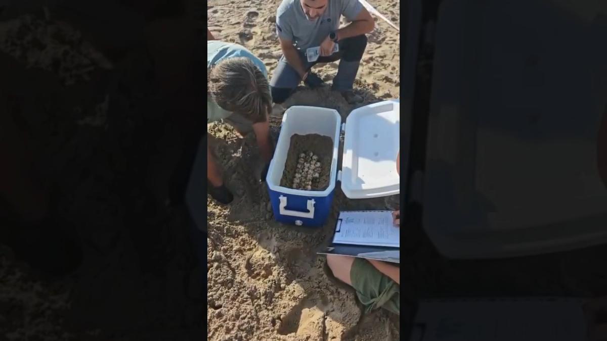 Localizado un nido con 60 tortugas bobas en El Campello