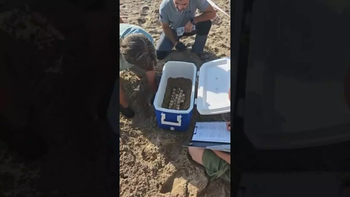 Un operario descubre un nido en una playa de El Campello... y hay 61 huevos de tortuga boba