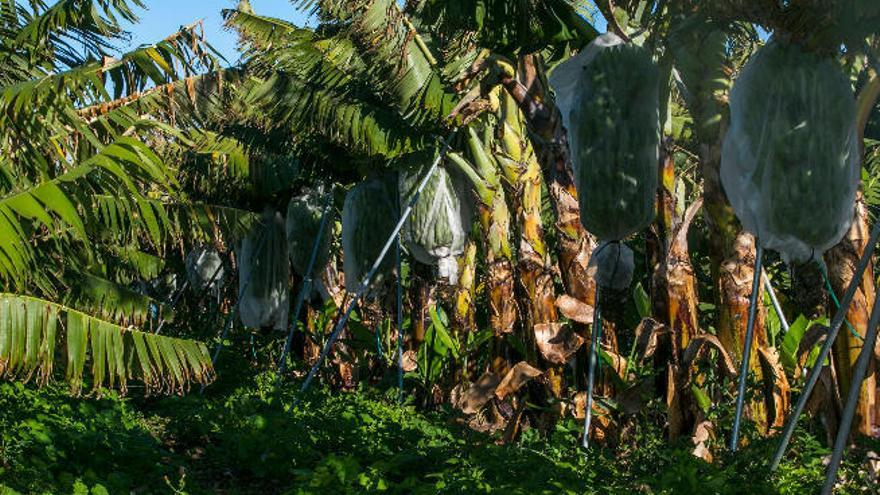 Cultivo de plataneras en Canarias.