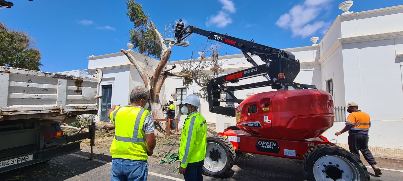 Traslado de un árbol en Guatiza