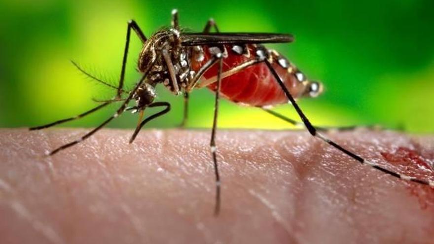 Detecten tres nous casos del virus Zika a Catalunya, un dels quals una dona embarassada