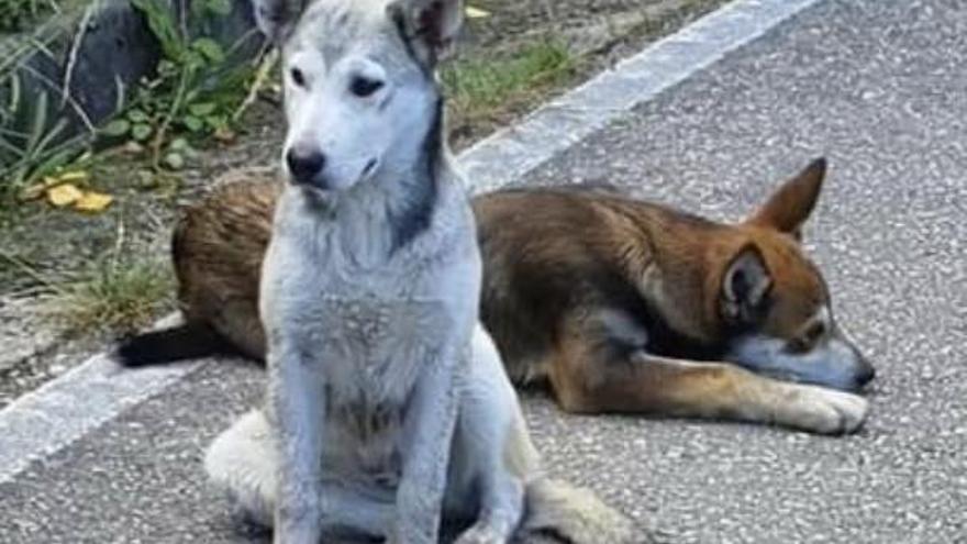 Polémica en Valdés por la actuación de la policía local al recoger dos cachorros abandonados